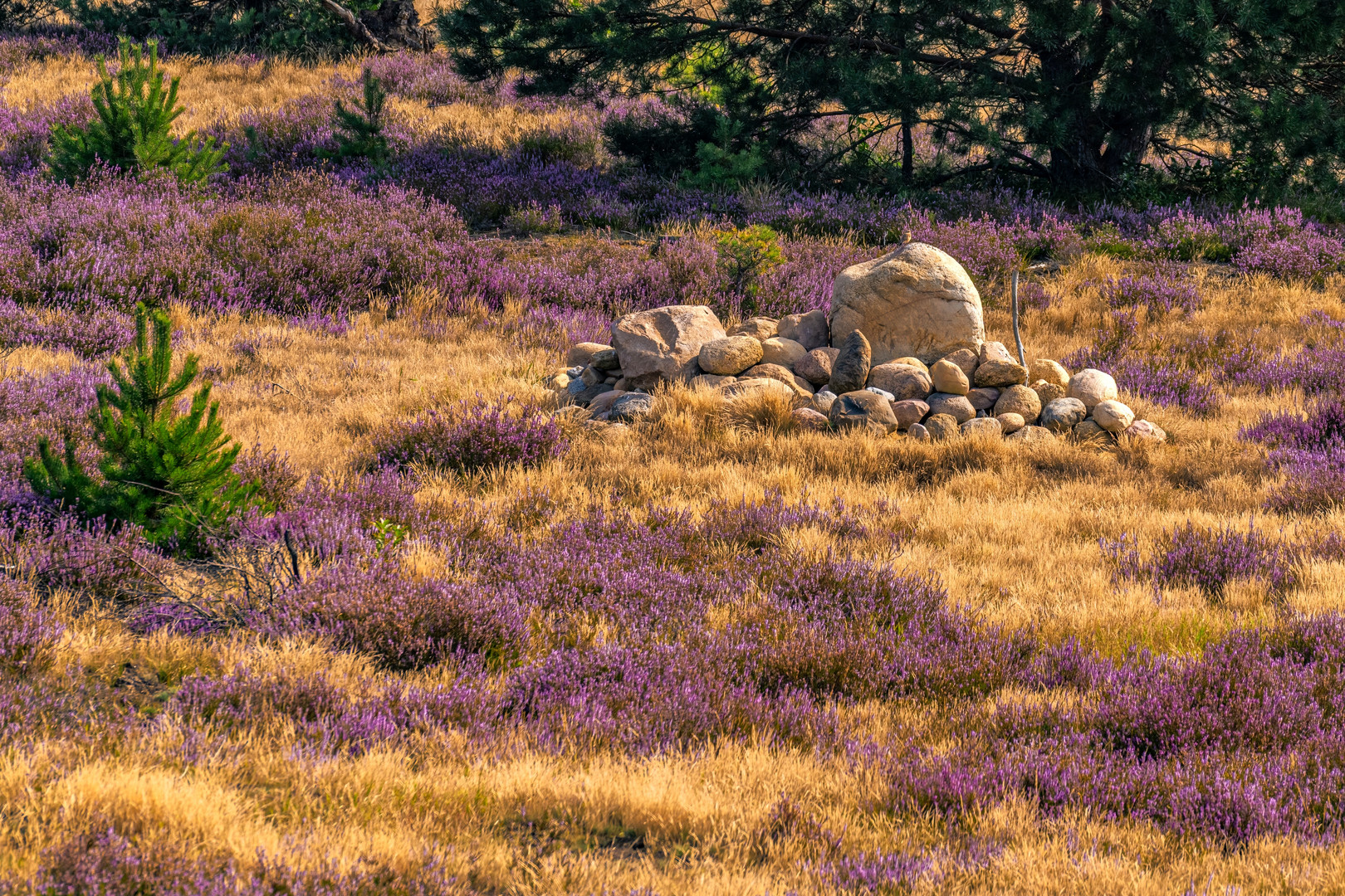 Besuch in der Schönower Heide