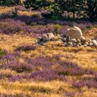 Besuch in der Schönower Heide