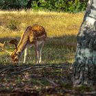 Besuch in der Schönower Heide