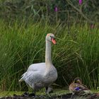 Besuch in der Schwanenburg