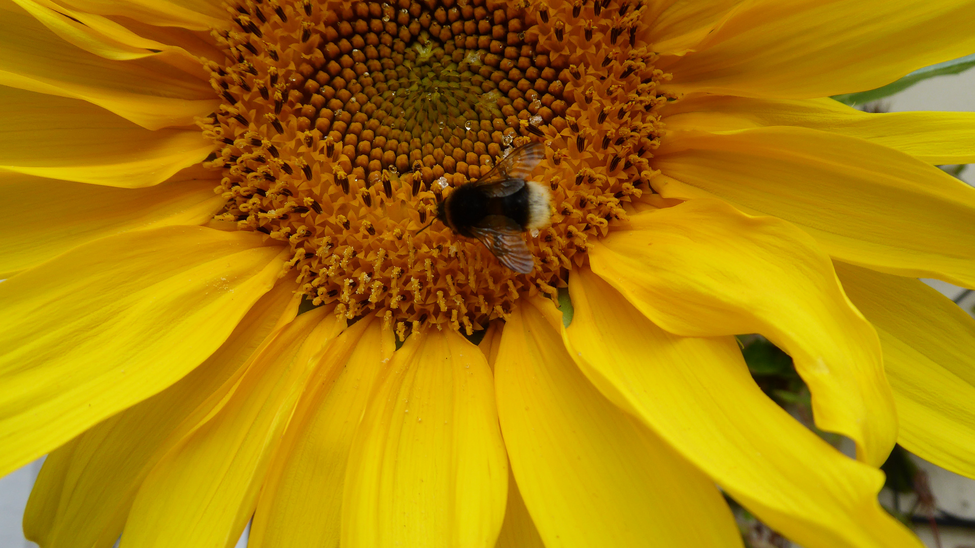 Besuch in der Sonnenblume