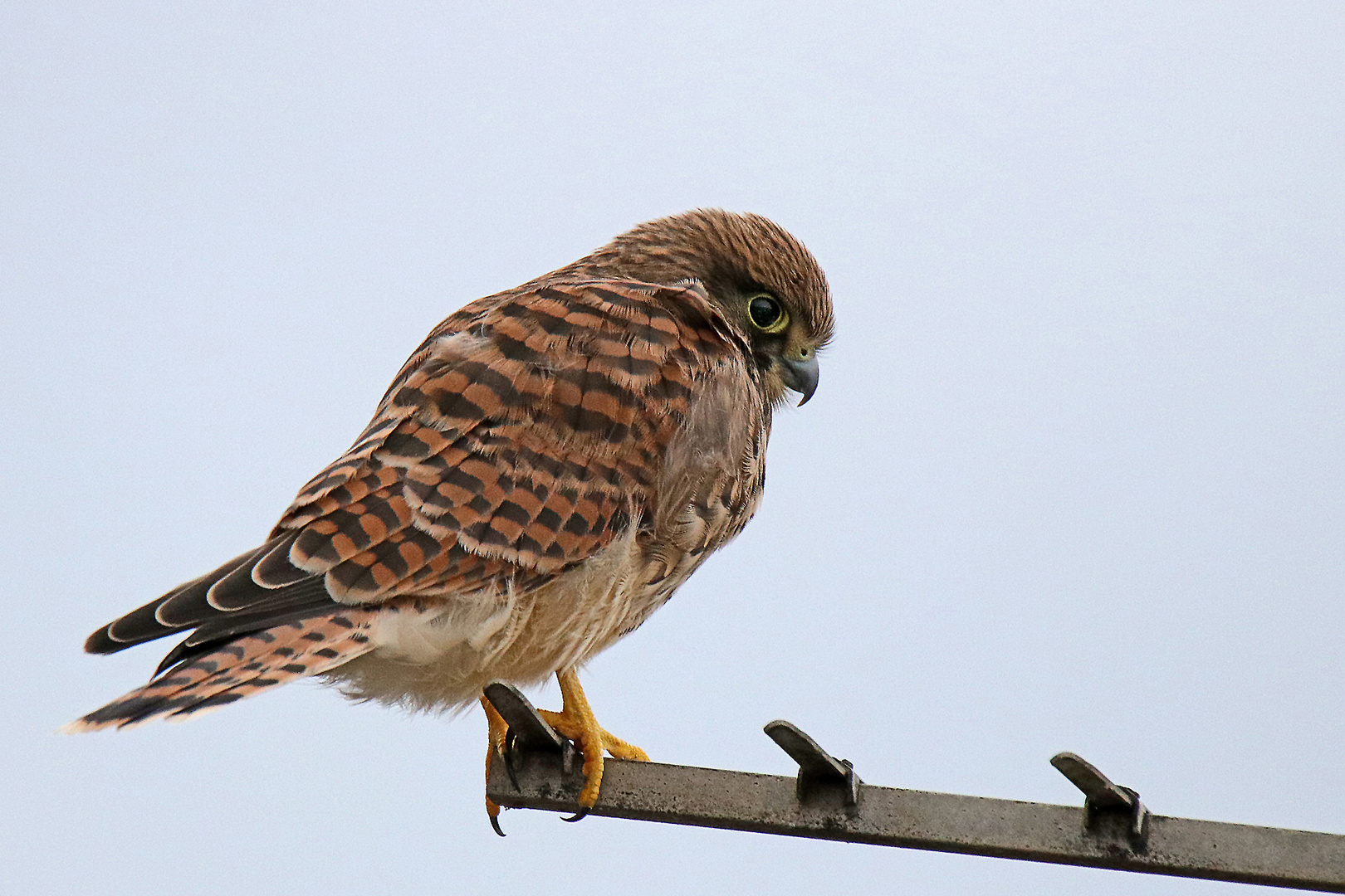 Besuch in der Stadt