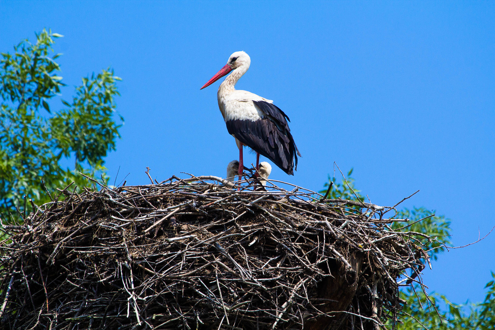 Besuch in der Storchenstadt Marchegg