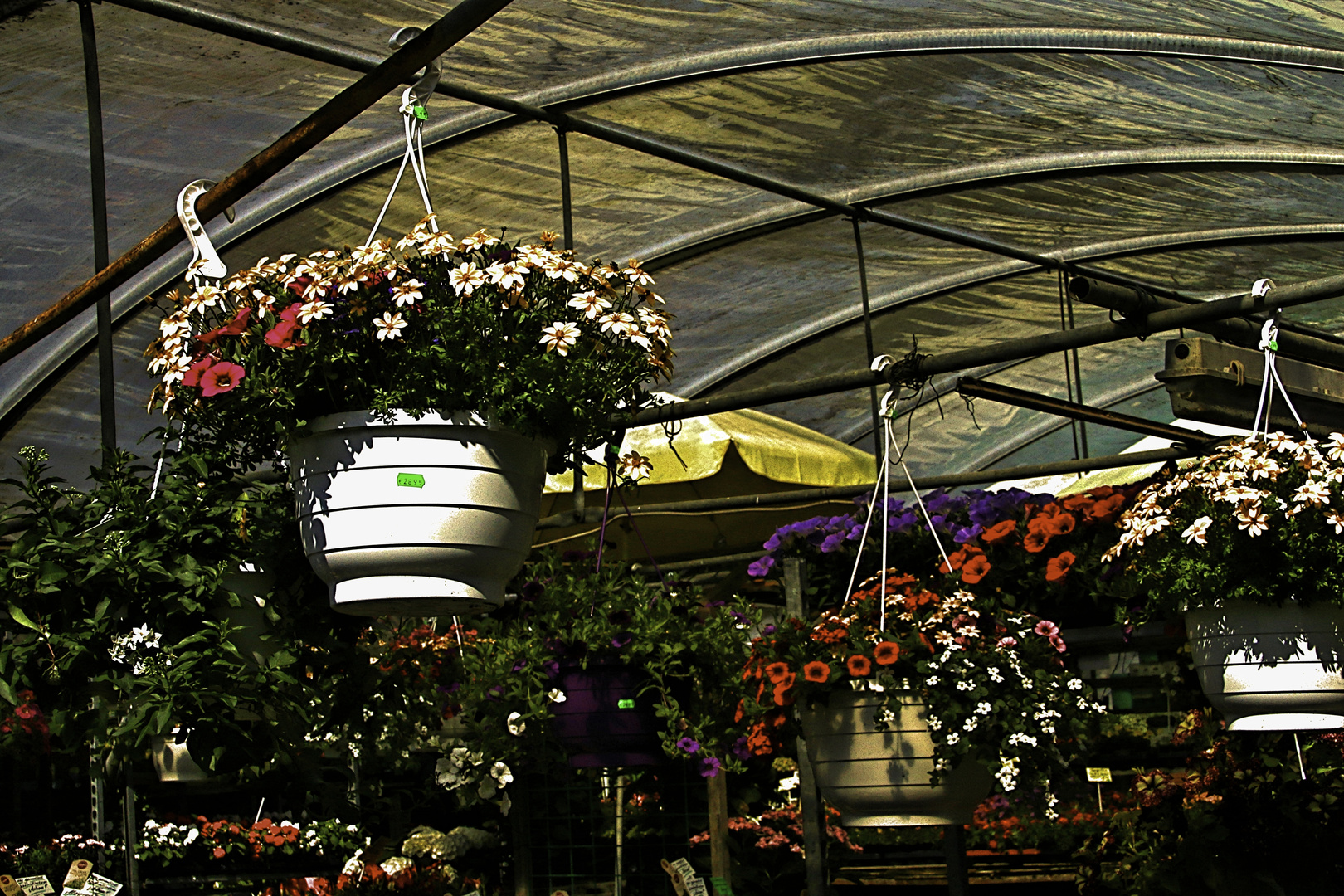 Besuch in der Taunus  -Gärtnerei - Blumen - Ampeln