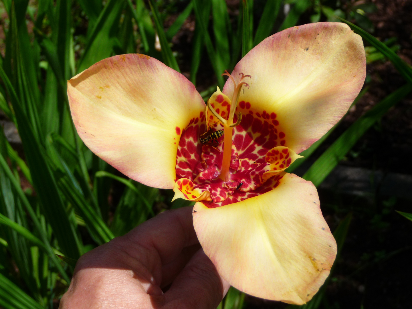 Besuch in der Tigerblumenblüte