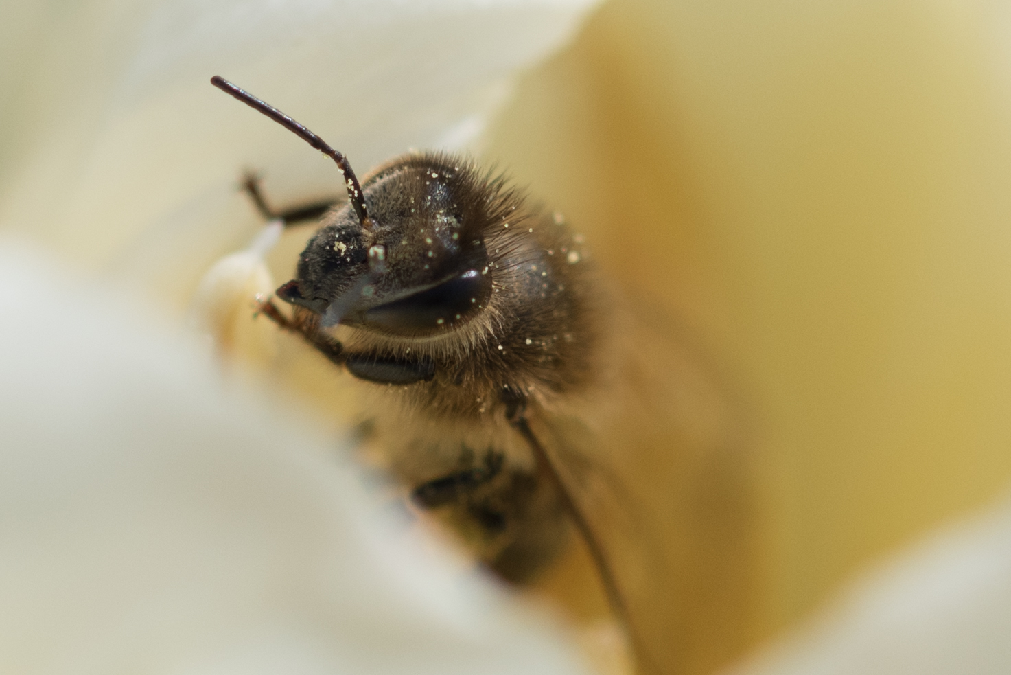 Besuch in der Tulpe