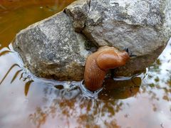 Besuch in der Vogeltränke