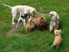 Besuch in der Welpenschule (1)