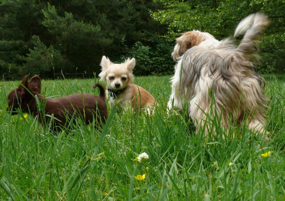 Besuch in der Welpenschule (3)