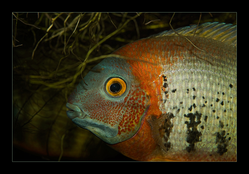 Besuch in einem Aquariengeschäft ((Cichlasoma synspillum) nach Franz Schmied)