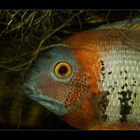 Besuch in einem Aquariengeschäft ((Cichlasoma synspillum) nach Franz Schmied)