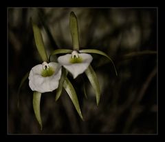 Besuch in einer Orchideengärtnerei (15)