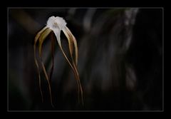 Besuch in einer Orchideengärtnerei (22)