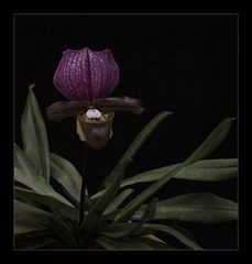 Besuch in einer Orchideengärtnerei (31)