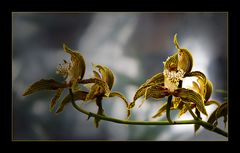 Besuch in einer Orchideengärtnerei (4)