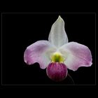 Besuch in einer Orchideengärtnerei (53)