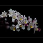 Besuch in einer Orchideengärtnerei (78)