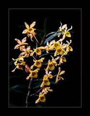 Besuch in einer Orchideengärtnerei (79)