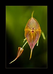 Besuch in einer Orchideengärtnerei (9)