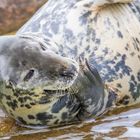 Besuch in Friedrichskoog