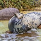 Besuch in Friedrichskoog