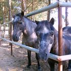 Besuch in Germendorf II