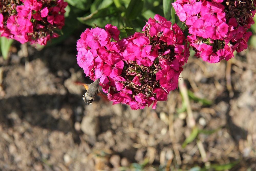 Besuch in meinem Blumenbeet