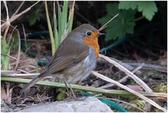 Besuch in meinem Garten