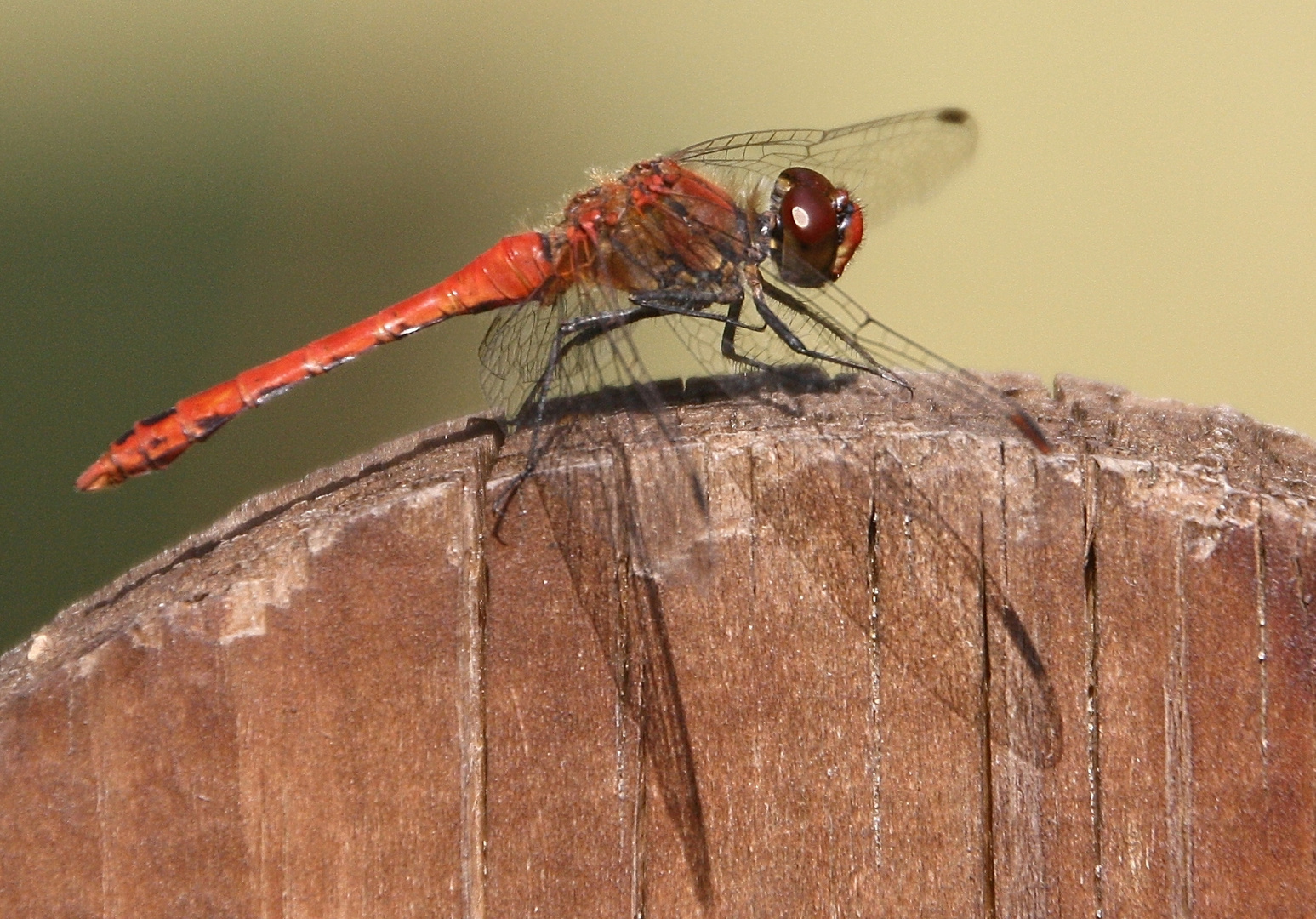 Besuch in meinem Garten