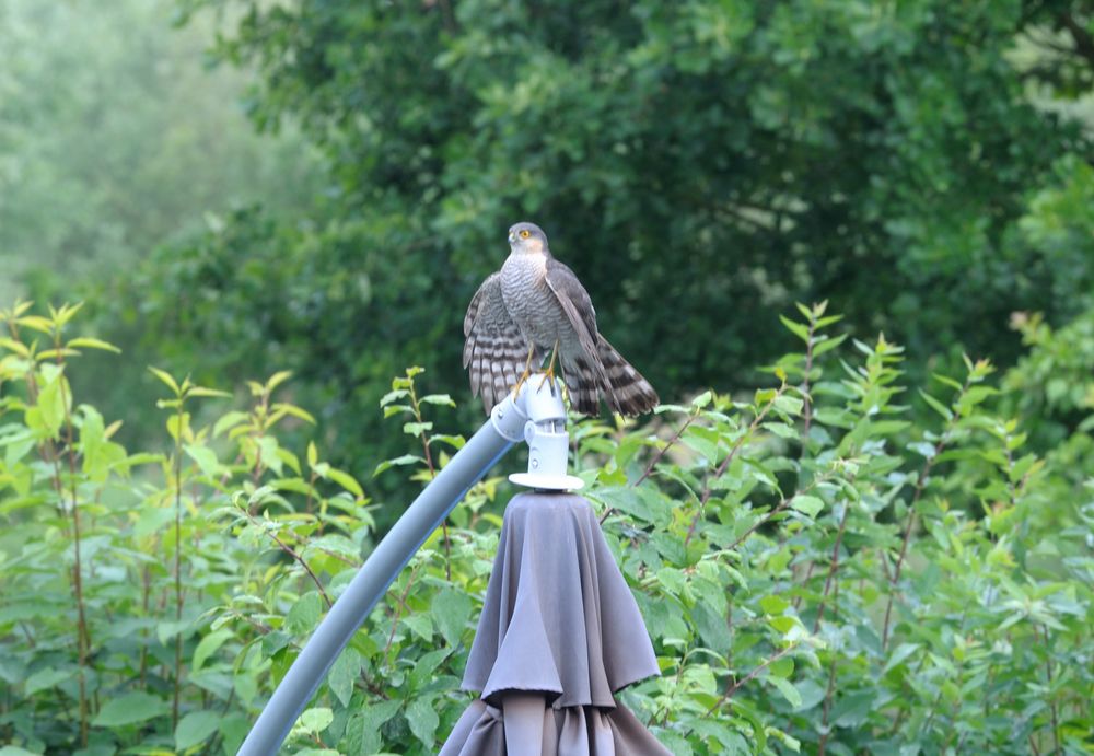 Besuch in meinem Garten