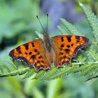 BESUCH   IN   MEINEM   GARTEN