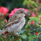 Besuch in meinem Garten