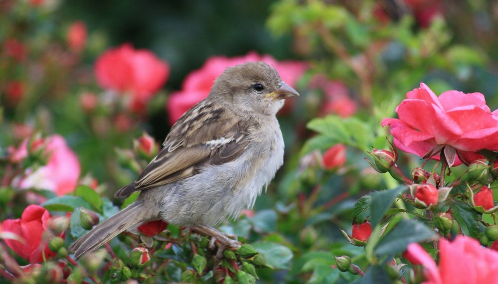 Besuch in meinem Garten