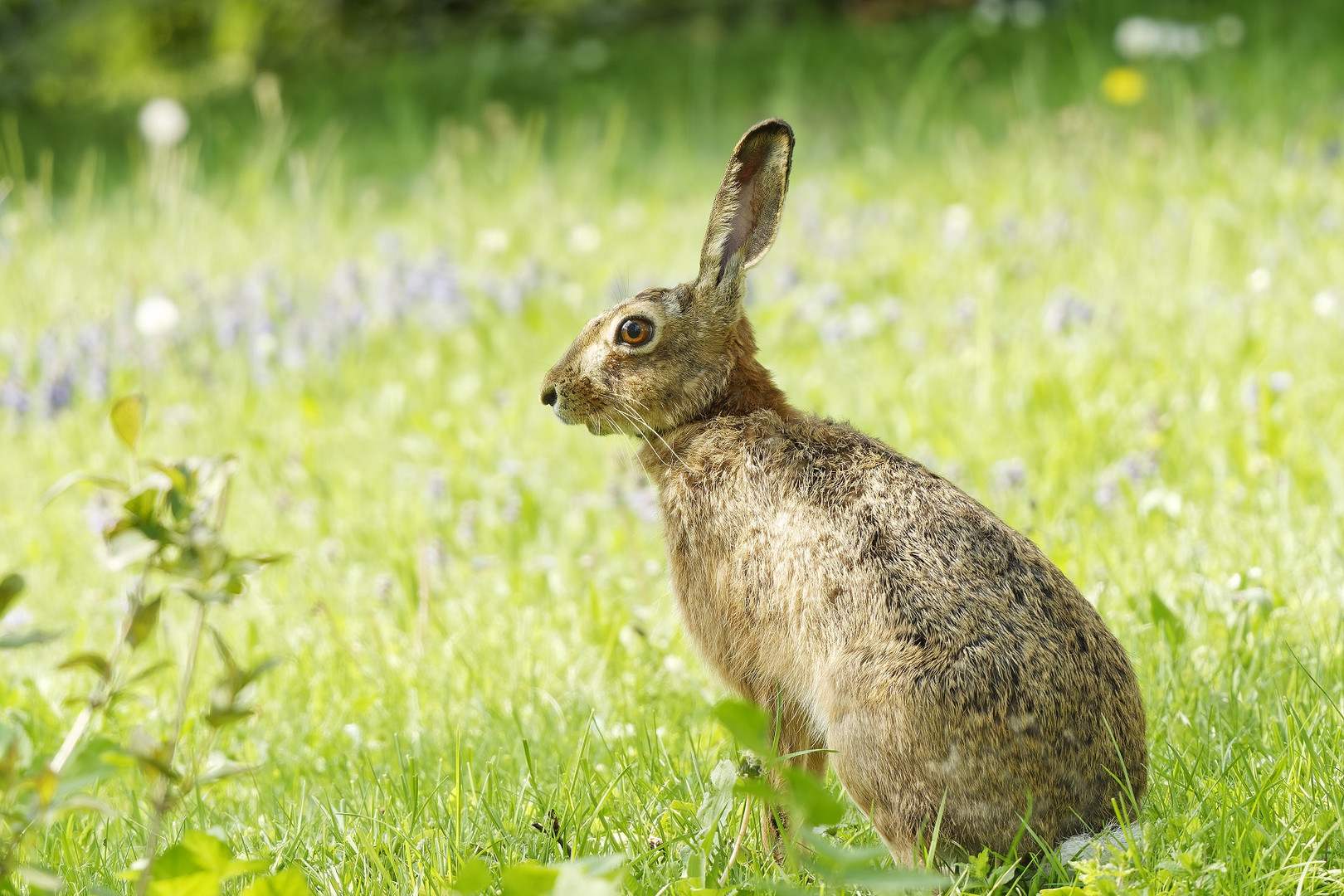 Besuch in meinem Garten