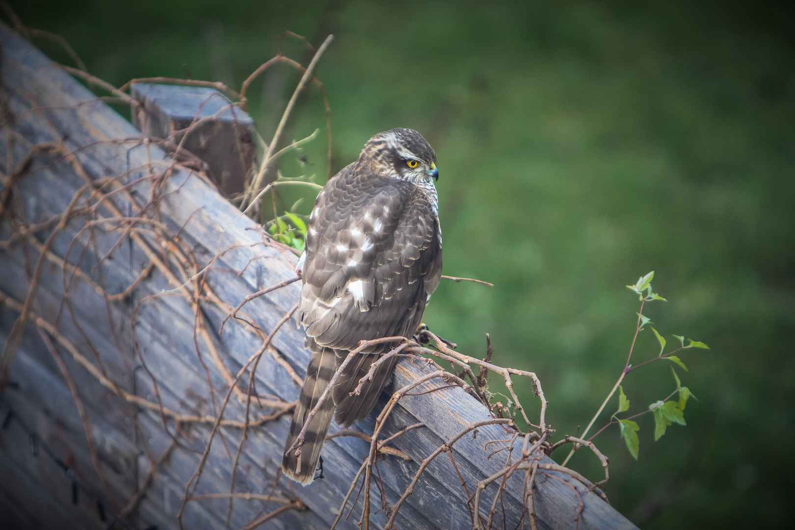 Besuch in meinem Garten 