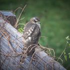 Besuch in meinem Garten 