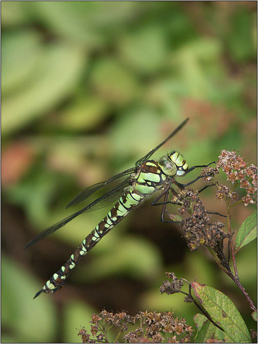 Besuch in meinem Garten