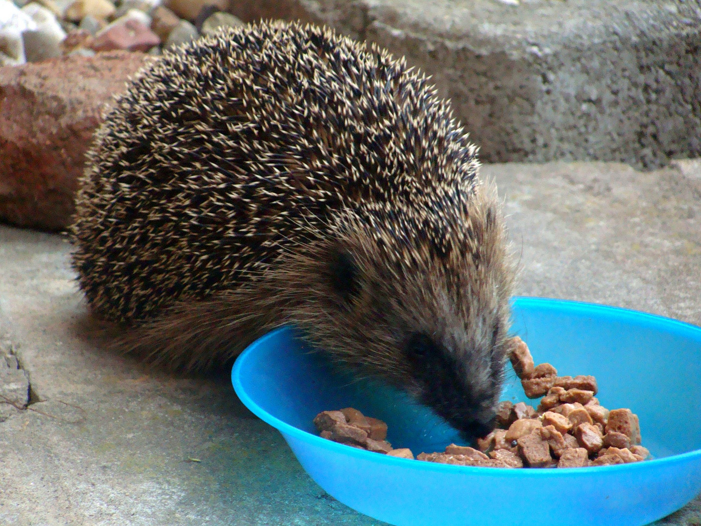 Besuch in meinem Garten