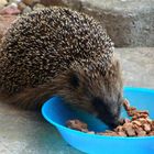 Besuch in meinem Garten