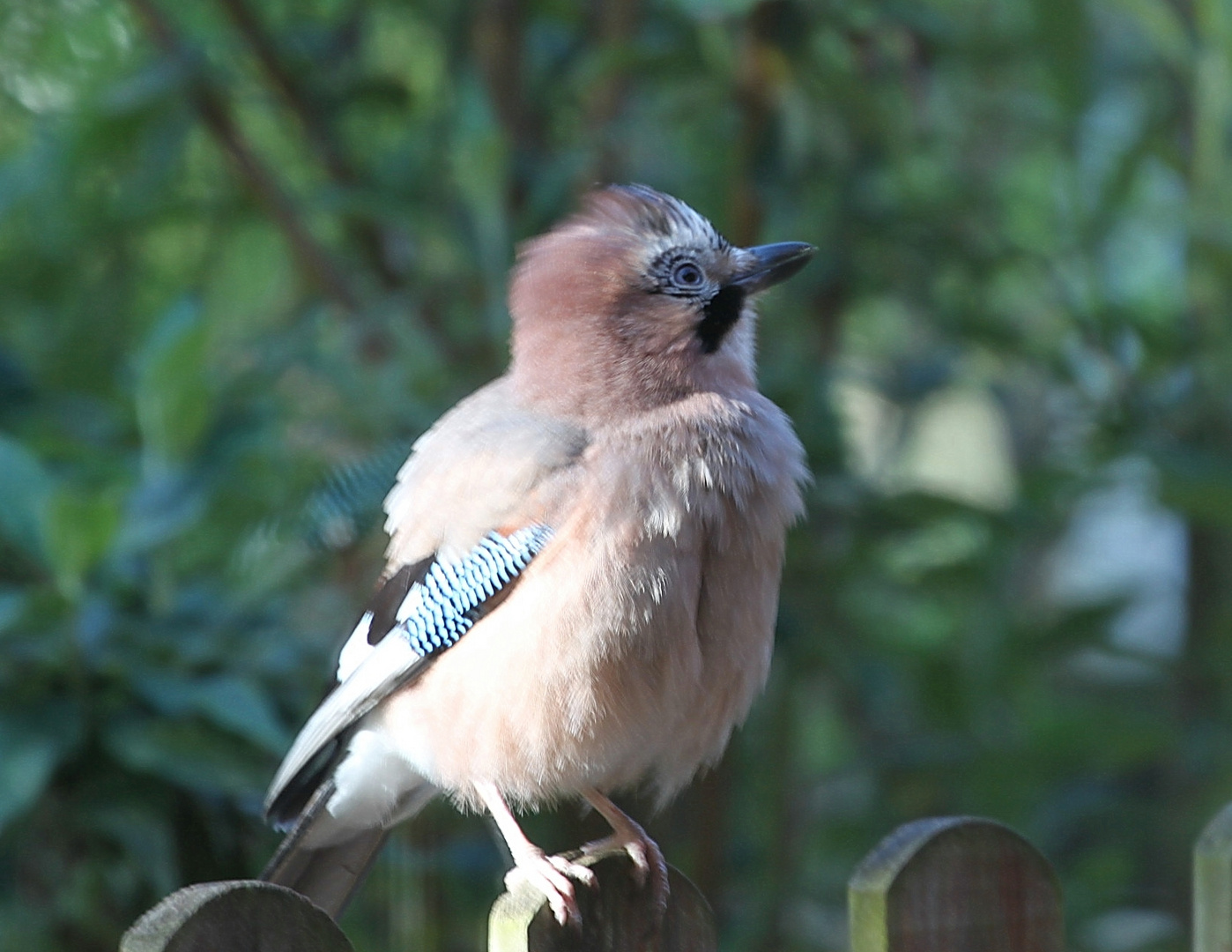 Besuch in meinem Garten