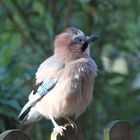 Besuch in meinem Garten