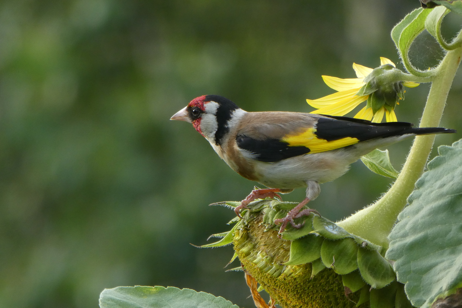 Besuch in meinem Garten