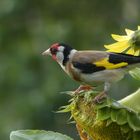 Besuch in meinem Garten