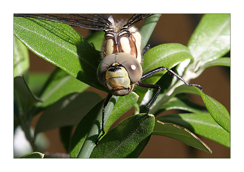 Besuch in meinem Olivenbaum