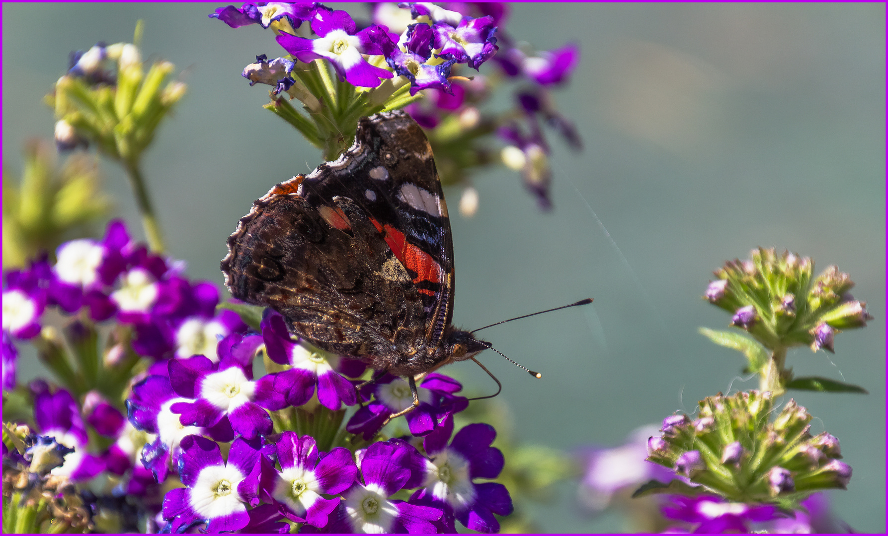 Besuch in Mutters Blumengarten