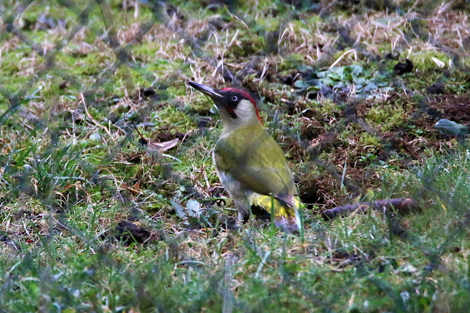 Besuch in Nachbars Garten