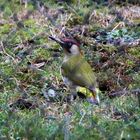 Besuch in Nachbars Garten