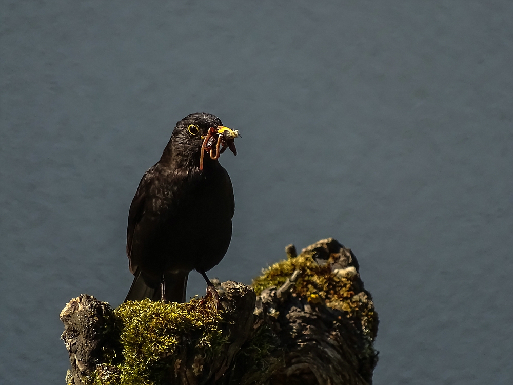 Besuch in Nachbars Garten