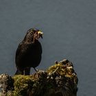 Besuch in Nachbars Garten