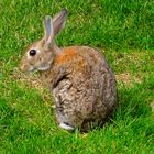 Besuch in Nachbars Garten